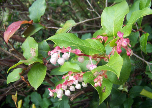 Salal Berry Seeds (Gaultheria shallon) - 100 Seeds, Edible Evergreen Shrub
