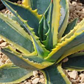 Variegated Agave Americana Century Plant – 6-12” Starter Plant (Live)