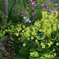 Nicotiana Lime Green Flower Seeds (500 seeds) - Tobacco Lime Green, Non-GMO, Part-Shade