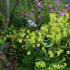 Nicotiana Lime Green Flower Seeds (500 seeds) - Tobacco Lime Green, Non-GMO, Part-Shade