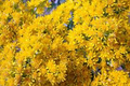 Oligoneuron rigidum Seeds (Stiff Goldenrod) – Native Perennial Wildflower for Pollinators