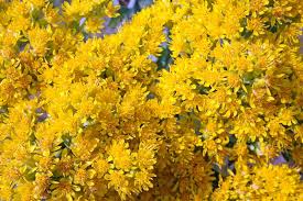Oligoneuron rigidum Seeds (Stiff Goldenrod) – Native Perennial Wildflower for Pollinators