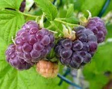 Mysore Black Raspberry (Rubus niveus) Bare Root Starter Plants — 10 Plants