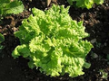Black Seeded Simpson Lettuce Seeds - Lactuca sativa, Heirloom, Fast-Growing