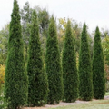 Eastern Red Cedar Seeds (Juniperus virginiana) - 25 Seeds for Privacy Hedge
