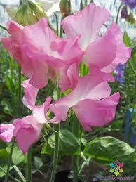 Aunt Jane Sweet Pea Seeds, Soft Pink, 50+ Seeds – Climbing Vines for Trellises & Bouquets