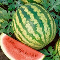 All Sweet Watermelon Seeds - Heirloom, Non-GMO, 25-30 lb Fruit, 90 Days