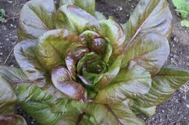 Red Romaine Lettuce Seeds - 1000 Pack (Lactuca sativa) Heat-Tolerant, Cut & Come Again