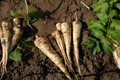 Parsnip All American Seeds (Pastinaca sativa) – 350 Seeds, High Yield, Cold Hardy