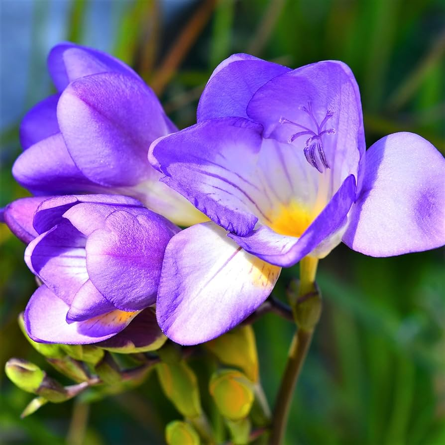 Freesia Single Blue Bulbs - 5 Fragrant Flower Bulbs, Violet-Blue Blooms, Zones 9-10