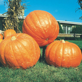 Big Max Pumpkin (Cucurbita maxima) - 10 Seeds for Giant Giant Pumpkin, Carving & Baking