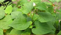 Fish Mint (Houttuynia cordata) Bare Root Plants - 10 Live Plants, Perennial Ground Cover