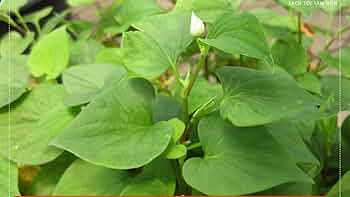 Fish Mint (Houttuynia cordata) Bare Root Plants - 10 Live Plants, Perennial Ground Cover