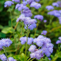 Ageratum DONDO BLUE Seeds - 500 Non-GMO Floss Flower for Pollinator Gardens
