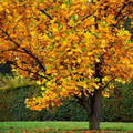 Tulip Poplar Seeds (Liriodendron tulipifera) - 20 Seeds for Fast-Growing Shade Tree