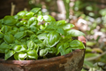 Dwarf Greek Basil Seeds (Ocimum basilicum) - Heirloom, Compact & Fragrant