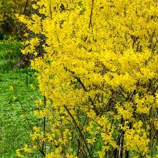 Lynwood Gold Forsythia x intermedia Bare Root Shrub 8-10" - Zones 4-9