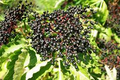European Black Elderberry Seeds (Sambucus nigra) – 80 Seeds, Edible Fruit, High Yield