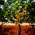 Pistachio Nut Tree Seeds (Pistacia vera) – Nut-Producing, Drought-Tolerant, Zone 7-11