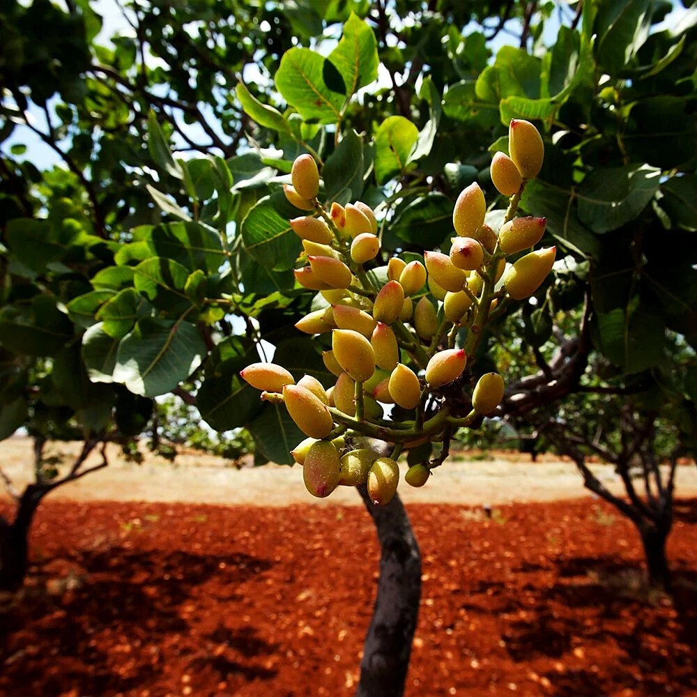Pistachio Nut Tree Seeds (Pistacia vera) – Nut-Producing, Drought-Tolerant, Zone 7-11
