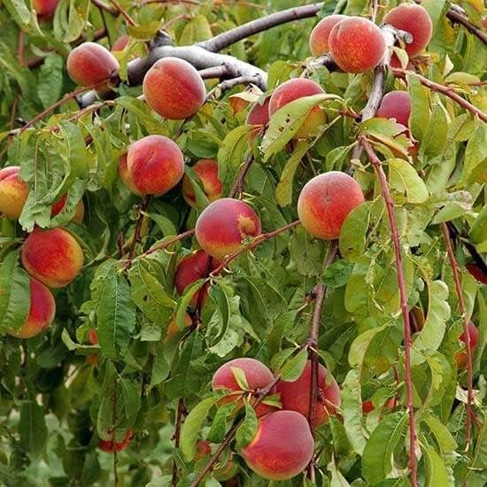 Juicy White Peach Tree - 3 Unrooted Cuttings (Prunus persica) 5-6"
