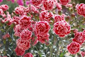 Sugar Plum Carnation Seeds - 200+ Plum-Pink Ruffled Blooms | Dianthus caryophyllus
