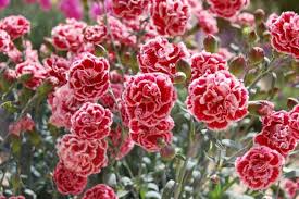 Sugar Plum Carnation Seeds - 200+ Plum-Pink Ruffled Blooms | Dianthus caryophyllus