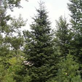 Balsam Fir Seeds (Abies balsamea) – Lake State | 250mg for Planting