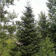 Balsam Fir Seeds (Abies balsamea) – Lake State | 250mg for Planting