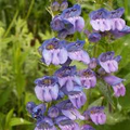 Penstemon wilcoxii Wilcox’s Penstemon Seeds – 100mg for Planting