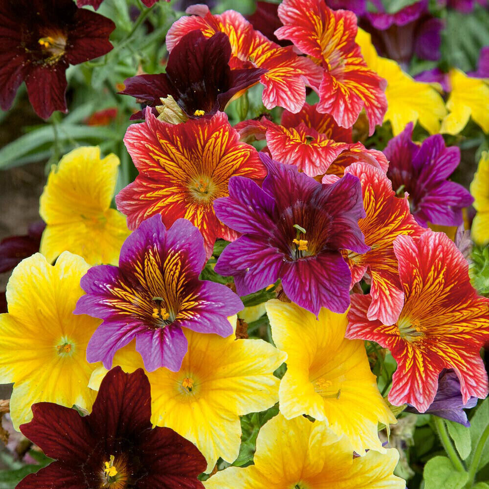 500 EZ Annual Flower Seed Mix (Salpiglosis grandiflora) - Paisley Flowers, Bulk Seeds for Garden & Containers