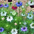 Love in a Mist Nigella Damascena Seeds - Persian Jewels Mix, 500 Seeds