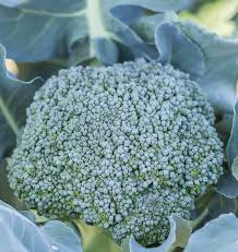 Broccoli Di Cicco Seeds - Heirloom Italian Variety, 1g (Approx. 300 Seeds) - Brassica oleracea