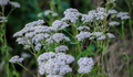 White Yarrow (Achillea millefolium) Bare Root Perennial Plant