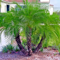 Dwarf Pygmy Date Palm Seeds (Phoenix roebelinii) – 10 Seeds for Indoor/Container Growth