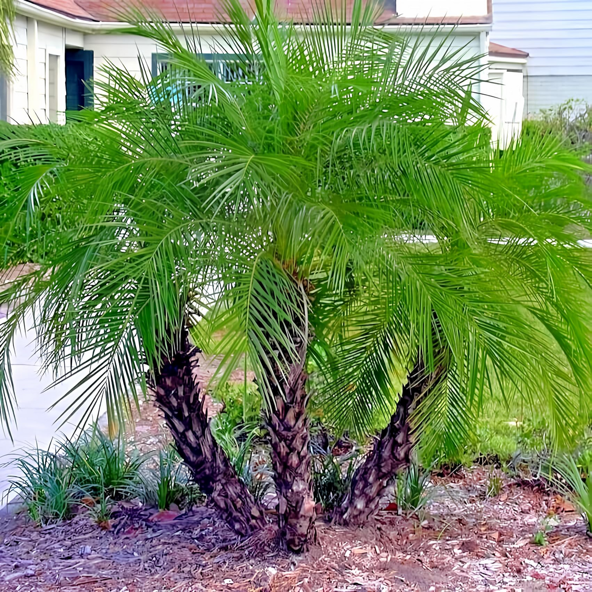 Dwarf Pygmy Date Palm Seeds (Phoenix roebelinii) – 10 Seeds for Indoor/Container Growth