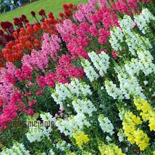 Admiral Mix Snapdragon Seeds (Antirrhinum majus) - 1000+ Seeds