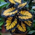 Sunburst Calathea Seeds (Calathea sp.) – 25 Seeds for Indoor & Outdoor Tropical Foliage