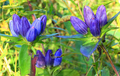 Bottle Gentian Seeds (Gentiana andrewsii) – 100mg, Native Wildflower, Deep Blue Blooms