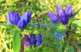 Bottle Gentian Seeds (Gentiana andrewsii) – 100mg, Native Wildflower, Deep Blue Blooms