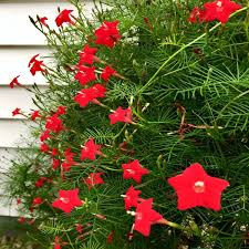 Star Glory Seeds (Ipomoea quamoclit) - Cardinal Creeper Vine, Scarlet Red Blooms, Hummingbird Attractor, Zones 11-12