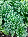Pak Choi Tatsoi Seeds - 500mg, Heirloom Asian Greens, Fast-Growing, Mild Flavor
