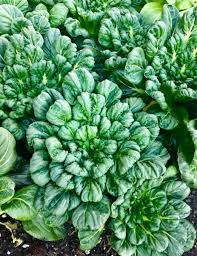 Pak Choi Tatsoi Seeds - 500mg, Heirloom Asian Greens, Fast-Growing, Mild Flavor