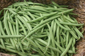 Provider Green Bush Bean Seeds - 1/4 oz | Phaseolus vulgaris Heirloom, Stringless Snap Beans