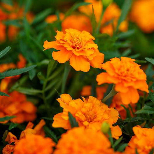 French Marigold Tangerine Double Dwarf Seeds - 100 Non-GMO