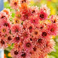 Senorita Zinnia Seeds - 100+ Pack, Magenta-Pink, Heat-Tolerant Annual for Beds & Pollinator Gardens