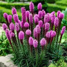 Purple Blazing Star Seeds (Liatris spicata) – 50 Seeds, Tall Purple Spikes, Zones 3-9