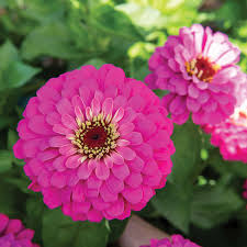 Uproar Rose Zinnia Seeds - 100+ Seed Pack, Rose Pink, Annual, Full Sun
