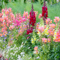 Costa II Mix Snapdragon Seeds (Antirrhinum majus) - 1000+ Seeds, Mixed Colors