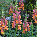 Antirrhinum majus Rocket Mix Snapdragon Seeds - 1000+ Multicolor Blooms